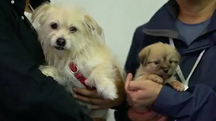 Chinese dog celebrity duplicated by pet cloning service - DayDayNews