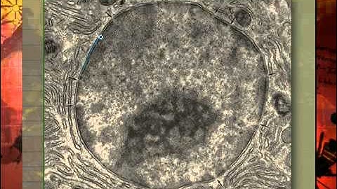 Lesson 4 Segment 3 SD Video Sharing copy