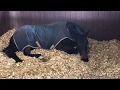 One of the new racehorses, Witch From Rome, enjoying a snooze on his BedMax shavings bed after being on the walker this morning. We use Bedmax as we find the larger flakes have one of the lowest levels of dust and spores on the market, bedmax helps support the horses' hooves (excellent for shoeless horses), the beds smell great as the shavings are made from fresh pine (offering unique antibacterial action), horses lie down and rest more and the supportive bedding cushions hocks and joints, there is less ammonia and, as we can see in this video "Roman" is achieving deep sleep.