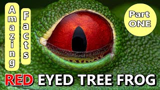 Red Eyed Tree Frog - Amazing Facts 1 🐸