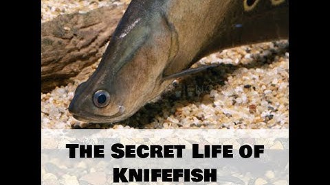 Cách nuôi cá nàng hai| Phần 1: Nàng hai Cờm