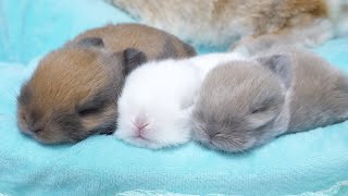 Too cute baby bunnies in three colors.