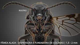 Semiochemicals of the Coffee Berry Borer: How the Pest Finds the Fruit and How to Monitor It (EP2... screenshot 4