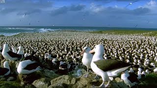 World's Largest Albatross Colony | Blue Planet | BBC Earth