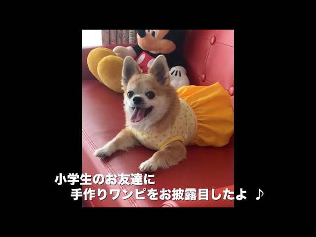 犬服☆ハンドメイド♡キャミワンピース 残りわずか。 Mr.Men Little Missシリーズ 【プリンセスキャミ