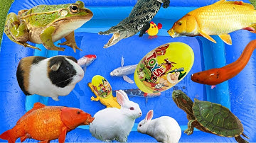 Thỏ vlogs lái công nông bắt cá trong chum có cá chép, rùa màu sắc, cá vàng, cá ba đuôi, con ếch