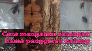 Cara mengatasi serangan hama penggerek batang pada tanaman jambu boll Jamaica