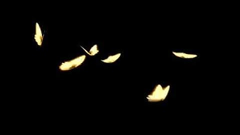 Hiệu ứng Bướm bay