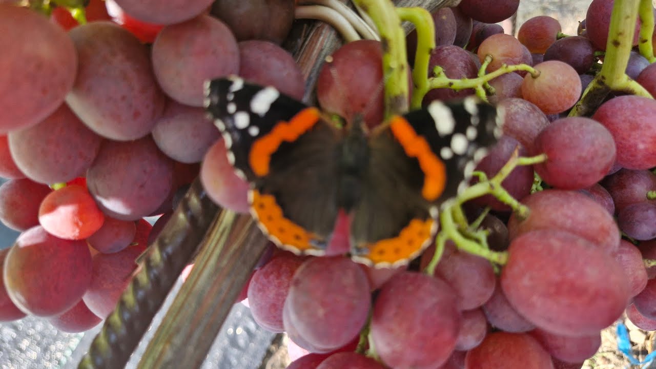 Ранні та раньосередні форми винограду.