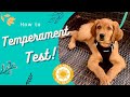 How to Temperament Test Puppies! •Service Dog Prospect Tips Included•