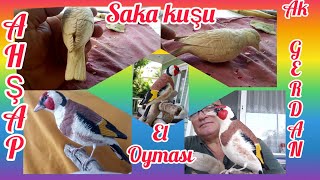 Ak gerdan saka kuşu ahşap el oyması yapım aşamaları.