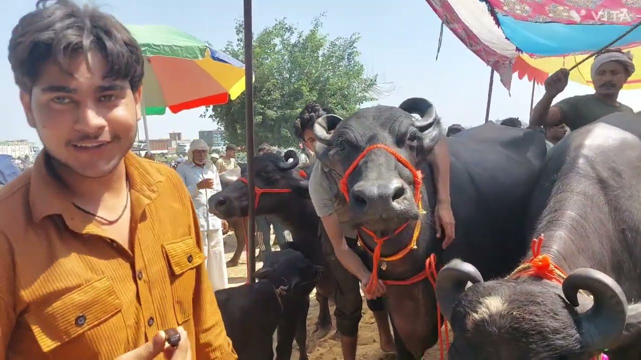 Parsi Pashu Mandi | Sale Murra Buffalo | Meerut Mandi | Cow Market | Sale Haryana bhes | Top Buffalo