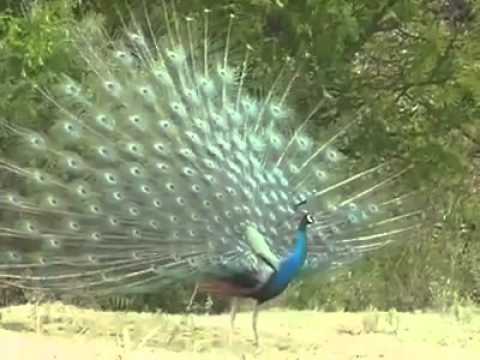 لا اله الا الله مدح الجيلي الصافي