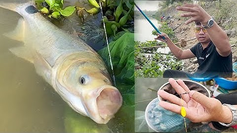 Câu Đài Thiên Nhiên | Test mồi Khó Chịu Tự Nhiên - Một Video đầy mùi Tanh Cá Mè