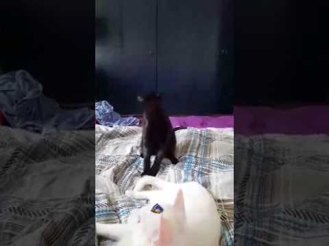 Gato confundido enloquece con un sticker sobre su cabeza - YouTube
