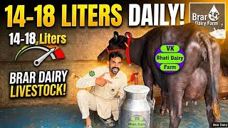 58,000 हजार से शुरू दाम ✅14 से 18 लीटर दूध की 🏆 Buffalo Cow For Sale 😱Brar Dairy Farm 🎉#animals 