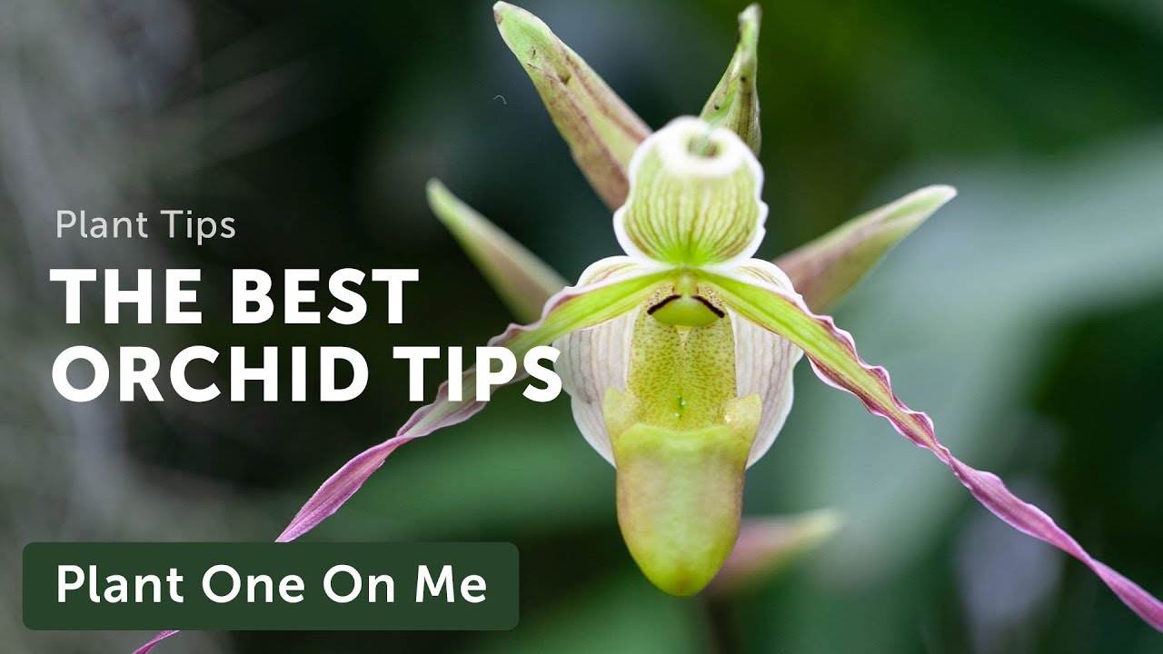 Orchid Care with Gothenburg Botanical Gardens — Ep. 186