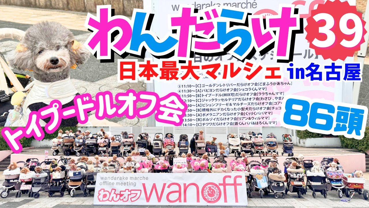 わんだらけ39th】愛犬家必見 ワンちゃんたちの素敵な出会いと友情の