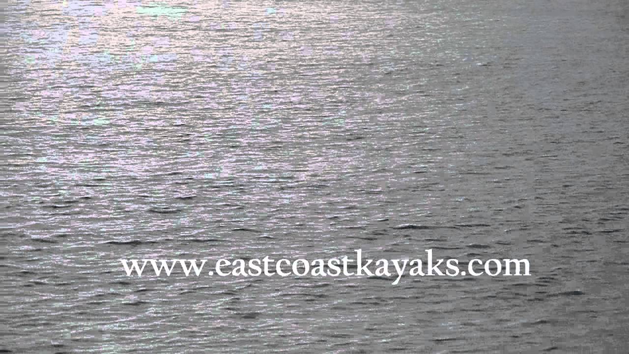 seal in Bray YouTube