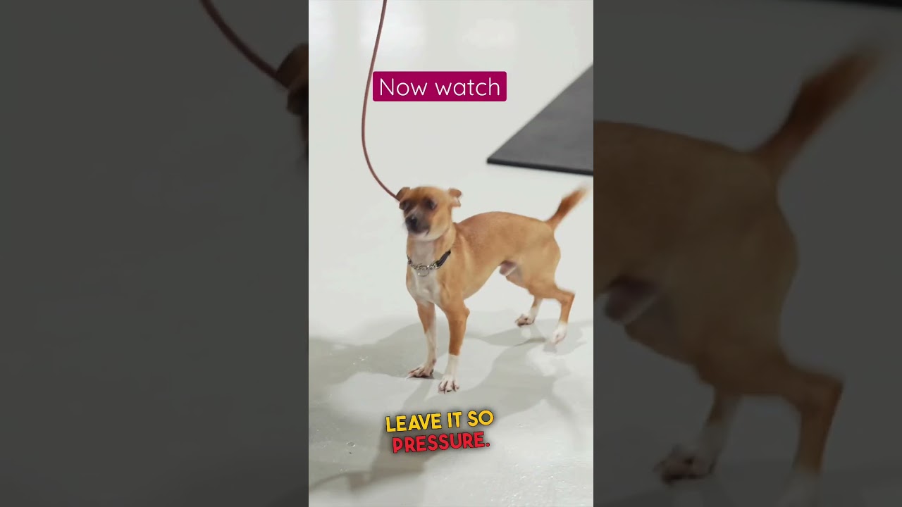 Dogs get KILLED for this 🥺 