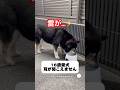 雷鳴ってるよ…散歩に行きたい16歳柴犬　　#柴犬　#黒柴　#老犬　#いぬ　#犬