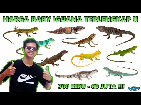 Harga Iguana (Green, Rhinoceros, Spiny Tail, dll) Ukuran Baby di Indonesia tahun 2021 LENGKAP !!