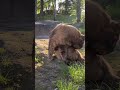 食後のサビちゃん。#猫動画ショート