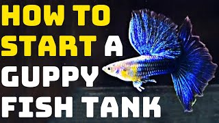 How To Start A Guppy Fish Tank  Guppy Channel