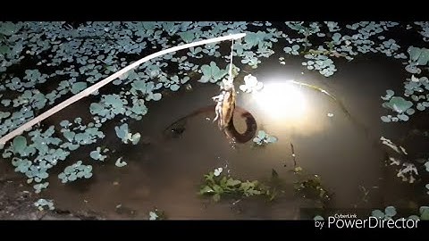 Cấm câu cá lóc trong ruộng mít mà dính lươn khủng / fishing