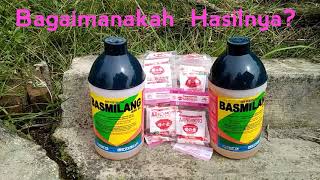 Benarkah Herbisida Sistemik Di Campur Ajinomoto Semakin Ampuh Membasmi Rumput Liar?