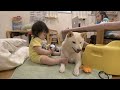 【赤ちゃんと柴犬】生後9ヶ月頃