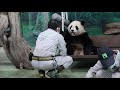 20211019 彪爸指令圓寶從 灰罐搶先來進攻(午餐上) Giant Panda Yuan Yuan &amp; Yuan Bao