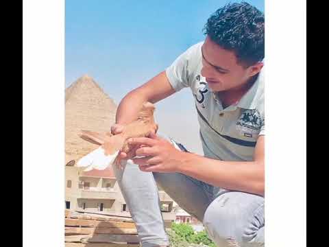 مهرجان قاسي قاسي احمد موزه و حلقولو كامل