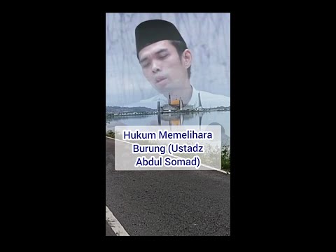 Video: Adakah burung murai membunuh merpati?