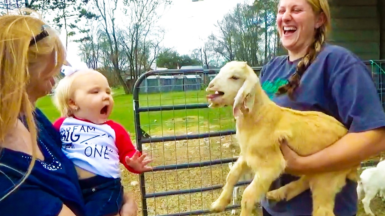 Baby Goats Attack! Funny Kids and Animals Playtime