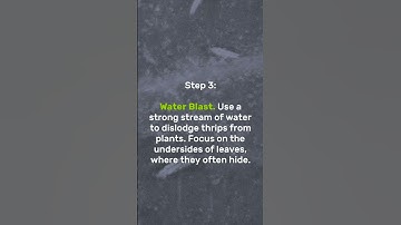 How to Get Rid of Thrips | The Guardians Choice