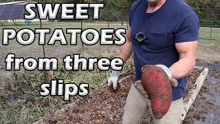 Sweet potato harvest from three slips | How did we do?