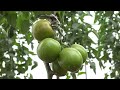 TOMATO FARMERS REAP FROM KALRO TRAINING IN ROMBO,KAJIADO COUNTY