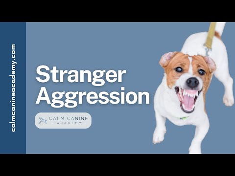 Stranger Aggressive Dog Training