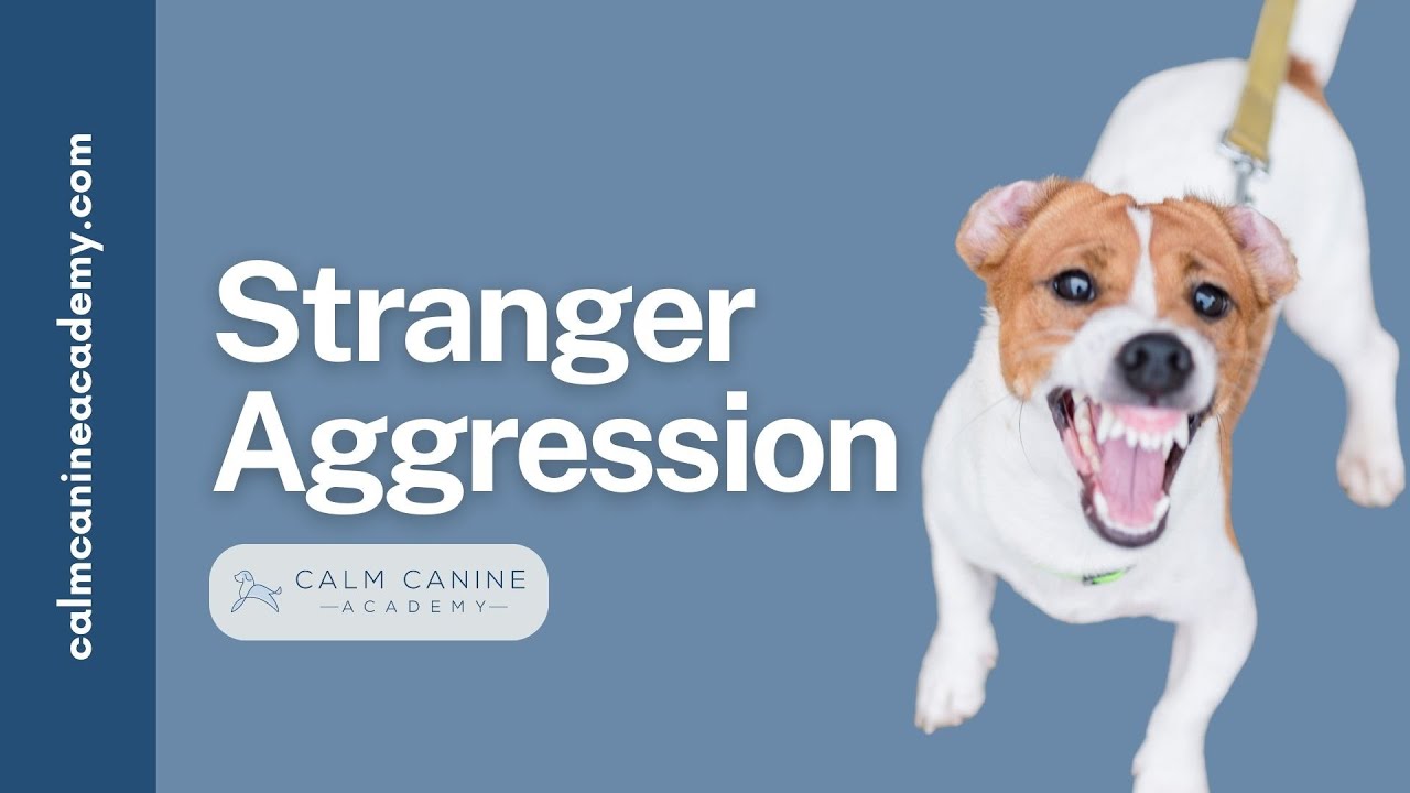 Stranger Aggressive Dog Training YouTube