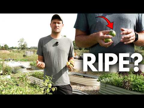 Ripe Or Not? Most People Get Tomatillos WRONG