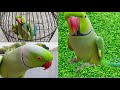 Parrot  speaking rupu katore katore  parrot birds apnaparrot