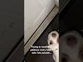 Trying to teach my #jackrussellterrier patience when there's a surprise at the end
