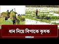 পানিতে তলিয়েছে পাকা ধান, বিপাকে কৃষক | Agriculture | NEWS24