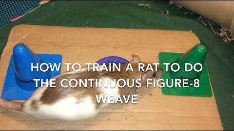 How to Train a Rat to Weave Continuous Figure-8