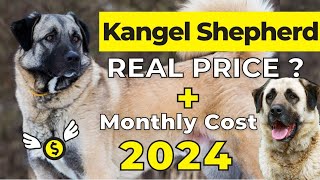 Kangal Shepherd Price In India 2024 | Kangal Shepherd Price and Monthly Expenses