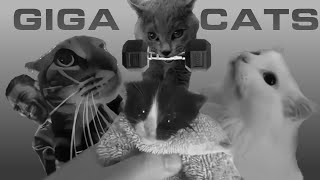 GigaChad Cats - World