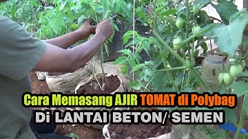 Begini Cara Memasang Penopang /Ajir Tomat Di Polybag Pada Lantai Beton