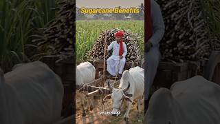 Sugarcane Benefits | DIY Hacks #shorts #trending #explore #viralvideo