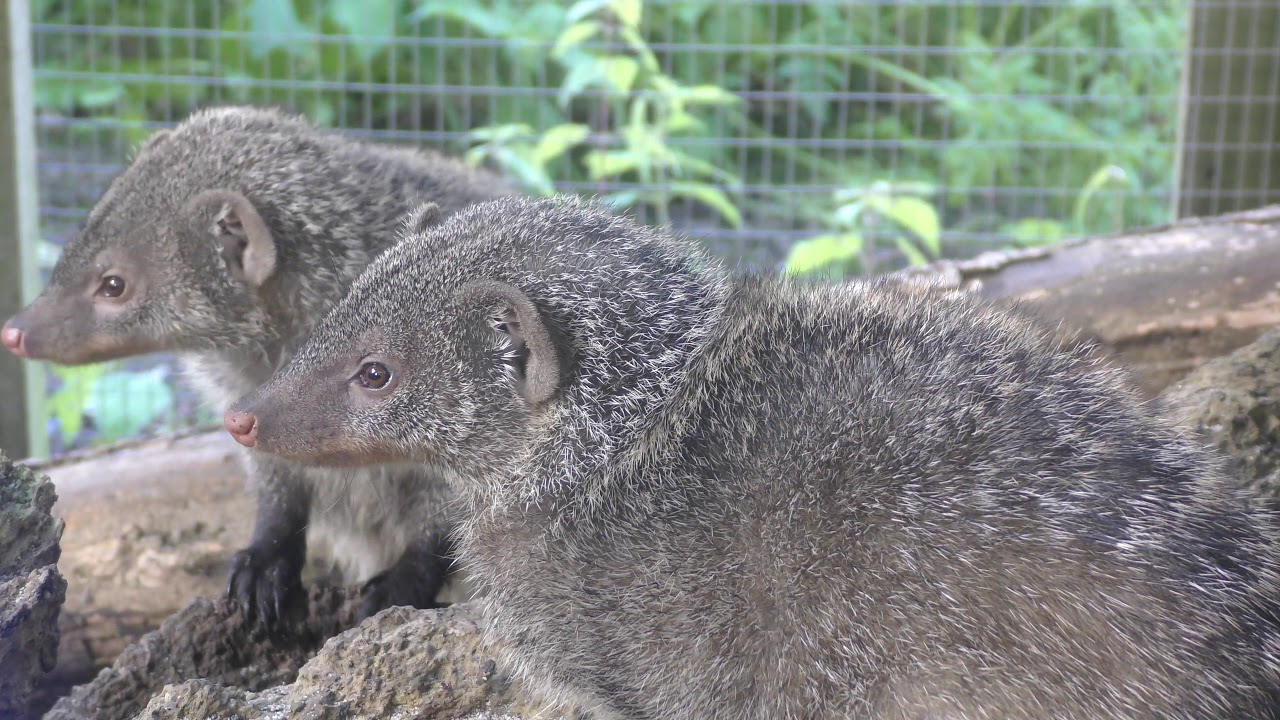 Axe Valley Wildlife Park (17th September 2017)